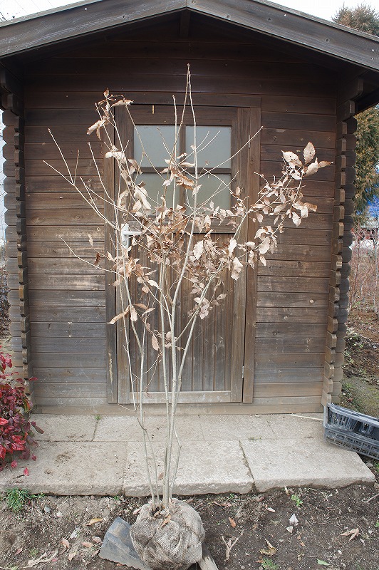 楽天市場】コナラ 単木 樹高1.5m前後 【お得な2本セット】ポット苗