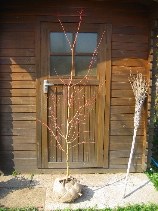 楽天市場】モミジ（紅葉）/サンゴカクモミジ（珊瑚閣紅葉） 単木