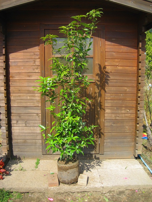 楽天市場】アラカシ（粗樫） 株立 樹高2.0m前後 露地苗 シンボルツリー