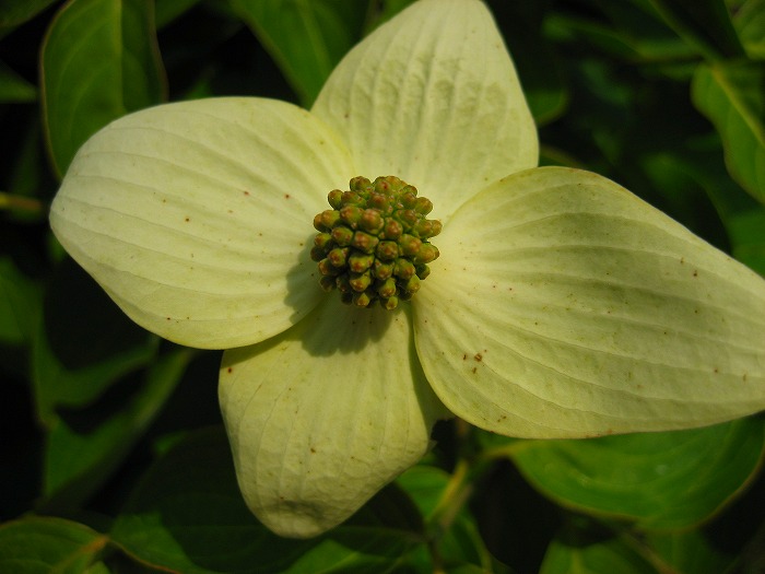 山採り　ヤマボウシ 特大 山採りヤマボウシ 特大