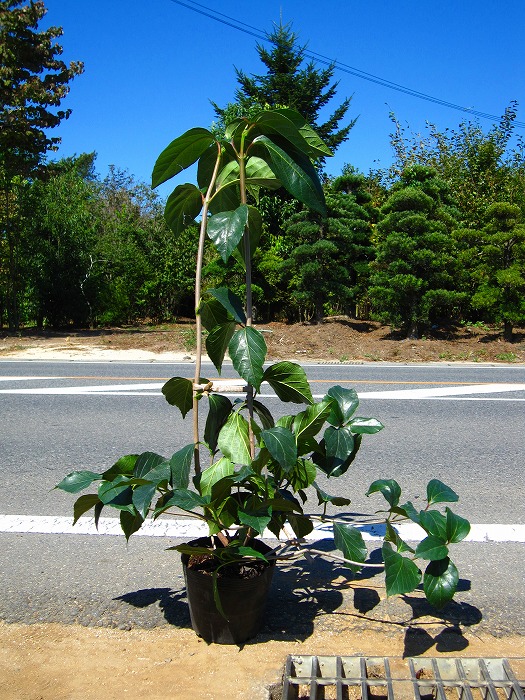 ハクサンボク　樹高H1.4m ハクサンボク 樹高0.4m前後 15cmポット （2本セット）（送料無料） 苗