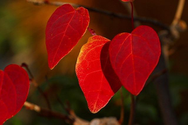 楽天市場】マルバノキ（丸葉の木） 樹高1.5m前後 露地苗 低木 落葉樹