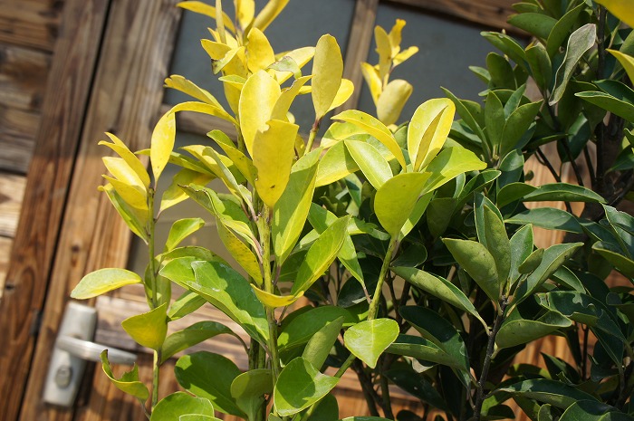 絕版款　新品  amuseable holly モチノキ AZONE INTERNATIONAL::えっくす☆きゅーと::商品詳細