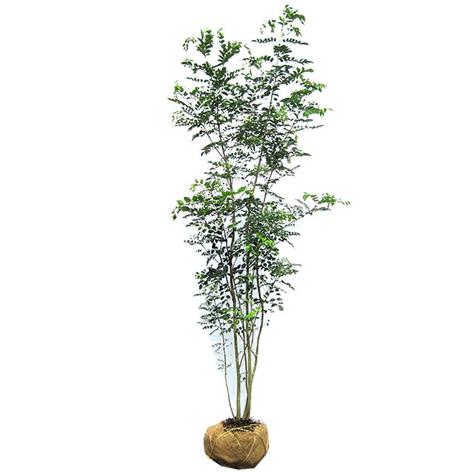 楽天市場】シマトネリコ 株立 樹高2.0m前後 露地苗 シンボルツリー