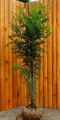 シマトネリコ株立　h2.3m　w1.0m　シンボルツリー　5本立ち　配送植栽可能 シマトネリコ株立 h2.3m w1.0m シンボルツリー 5本立ち 配送植栽可能