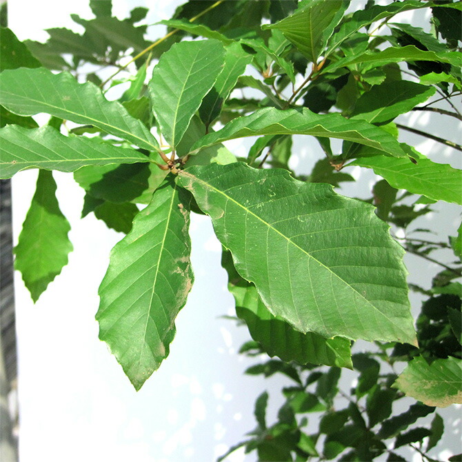 楽天市場】コナラ 苗 【コナラ】株立ち ポット苗 シンボルツリー 苗木