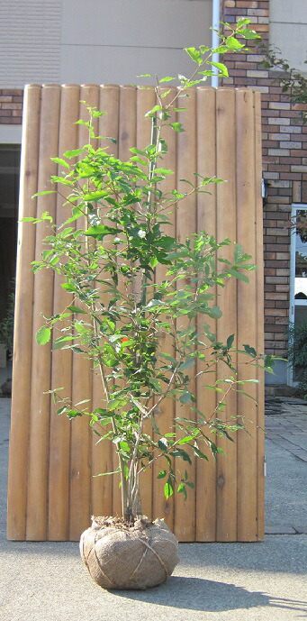 楽天市場】カクレミノ 株立 樹高1.8m前後 露地苗 シンボルツリー