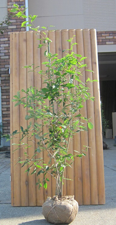 楽天市場】【大型商品】コナラ（小楢） 株立 樹高2.5m前後 露地苗