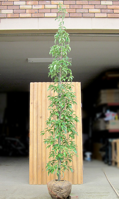 ソヨゴ　【品番3423】 楽天市場】ソヨゴ 1．8の通販