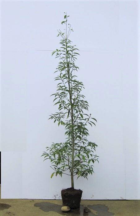 シラカシ(白樫)樹高1.5m前後(根鉢含まず）株立！ シンボルツリー 庭木