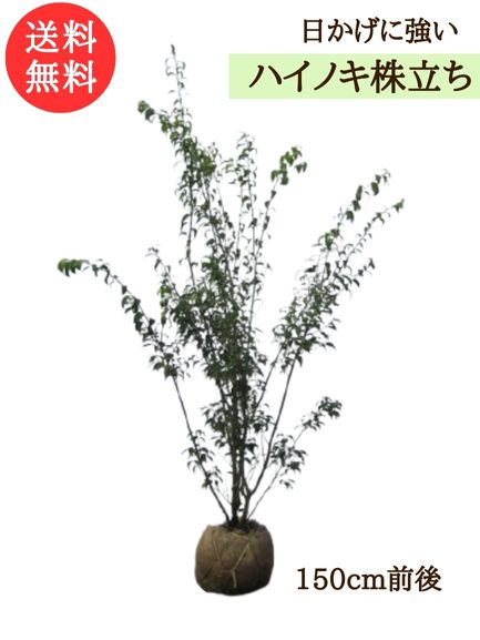 楽天市場】ハイノキ 株立樹高1.8m前後(根鉢含まず)シンボルツリー 庭木