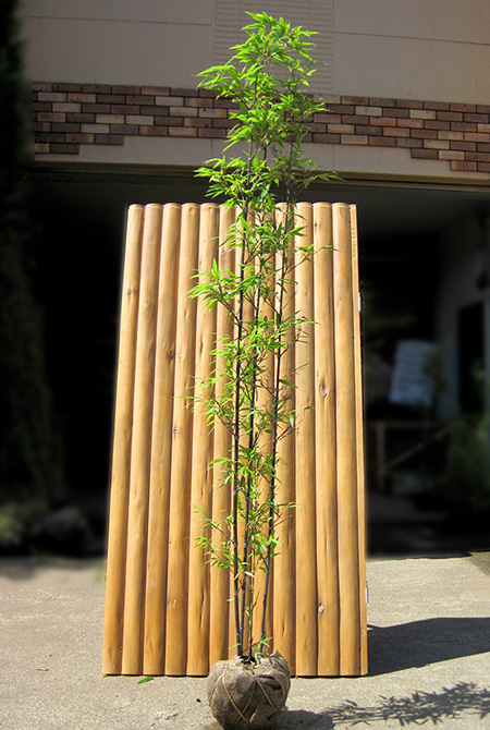 新品 値段 竹（タケ）/ダイミョウチク（大名竹） 株立 樹高2.0m前後
