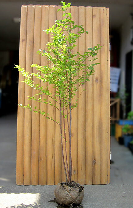 楽天市場 現品 エゴノキ 白花 株立ち 1 8ｍ シンボルツリー 人気のエゴの木 千草園芸