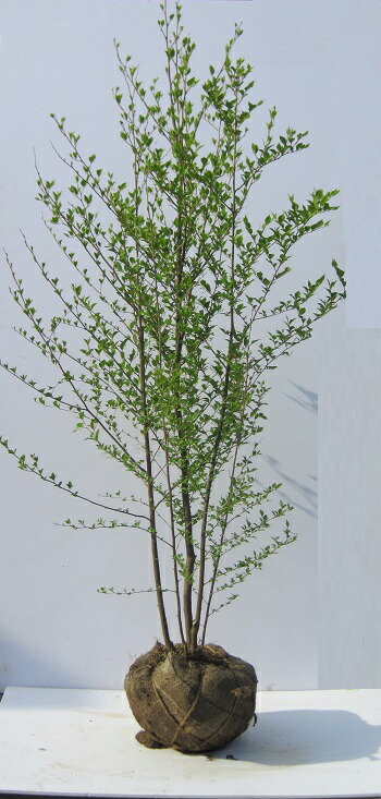 楽天市場】エゴノキ 株立 樹高1.5m前後 露地苗 シンボルツリー