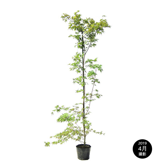 和風ガーデニング庭木落葉樹植木樹高1 8m前後もみじ植木植木ポット苗苗木送料無料樹高1 8m前後苗木モミジ 紅葉 ポット苗イロハモミジ 伊呂波紅葉 紅葉シンボルツリー庭木 ガーデンタウン