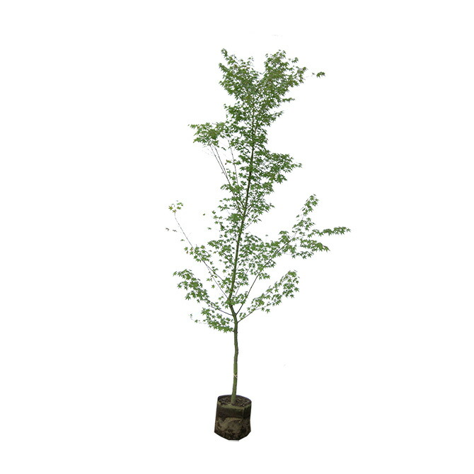 【大型商品】イロハモミジ（伊呂波紅葉） 単木 樹高2.5~2.8m前後 露地苗【剪定サービス＆支柱付き】 和も洋のお庭にも映える落葉樹