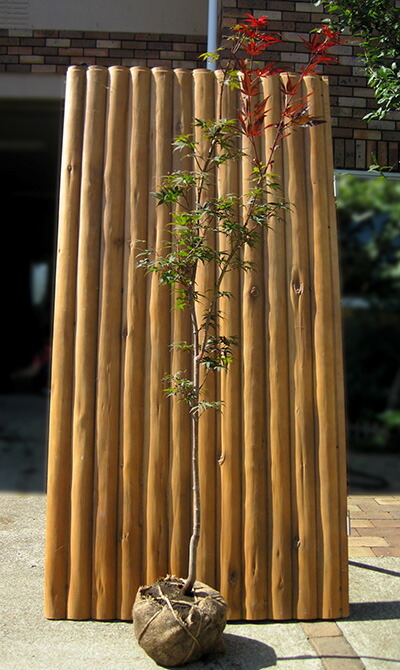 （投げ売り品）野村モミジ（中型サイズ株）シンボルツリー用 現品発送 野村モミジ ノムラモミジ 株立ち 樹高1.7-1.9m(根鉢含まず