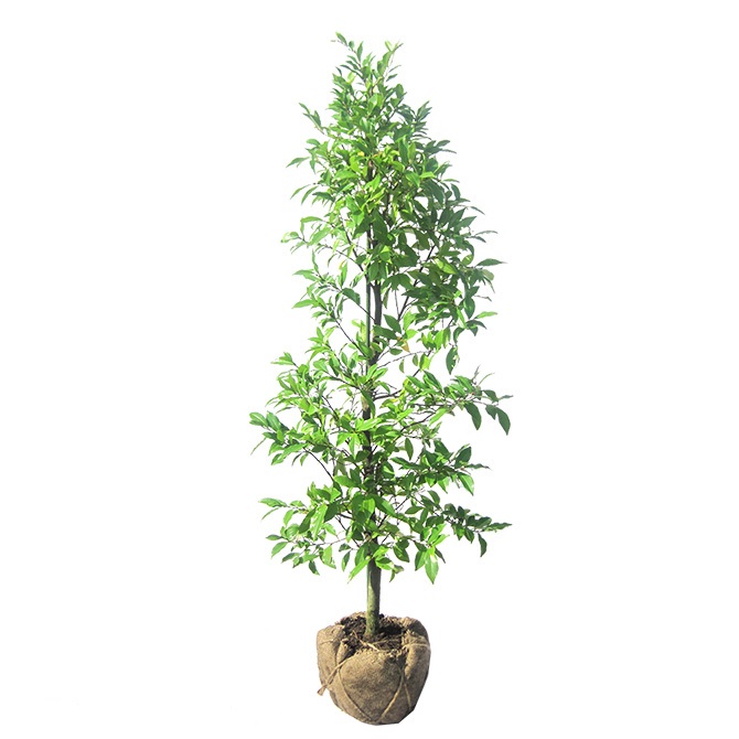 ✴️ カラタネオガタマ ✴️ 都築 ✴️ 良い香り✴️ imgrc0093457940.jpg