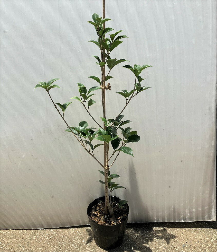 楽天市場】ヒイラギ（柊） 樹高1.8m前後 露地苗 シンボルツリー 常緑樹