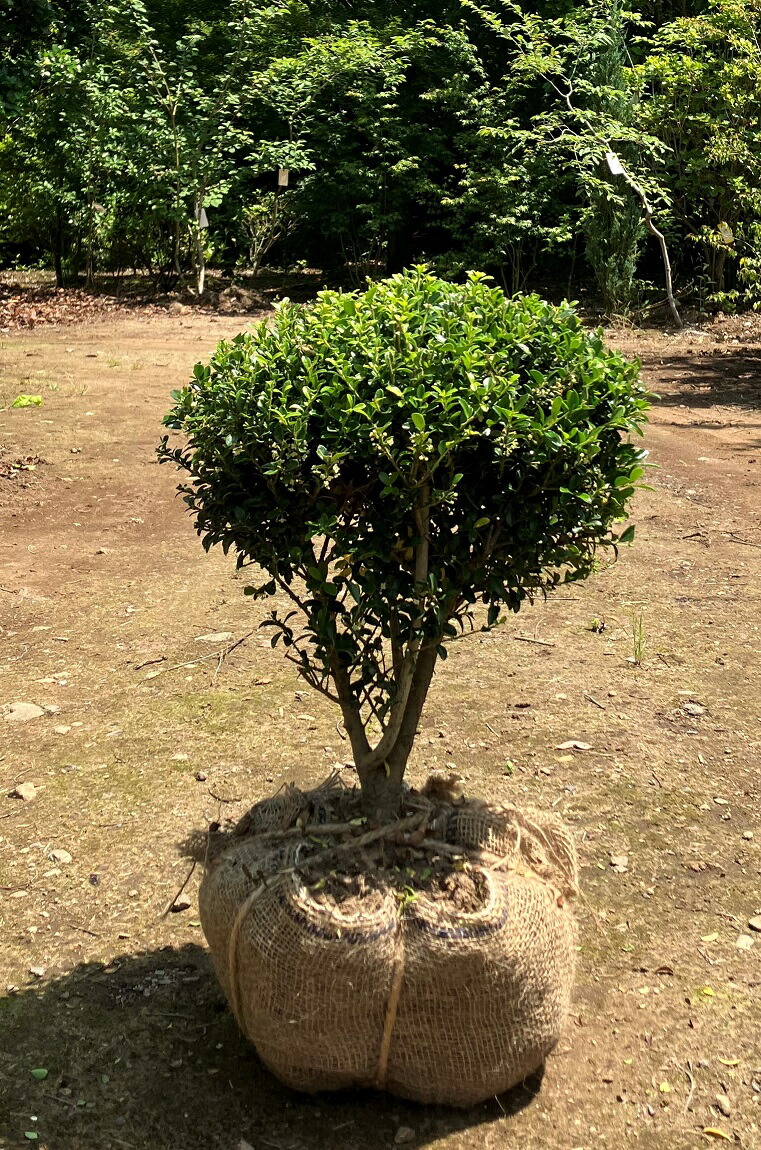花木 庭木の苗 ツゲ レッドジェム 玉仕立て ８号鉢植え　２鉢 楽天市場】花木 庭木の苗/ツゲ：ウインタージェム玉仕立て7〜8号