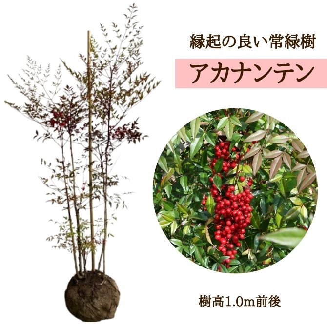 楽天市場】アカナンテン（赤南天） 樹高1.2m前後 露地苗 低木 常緑樹