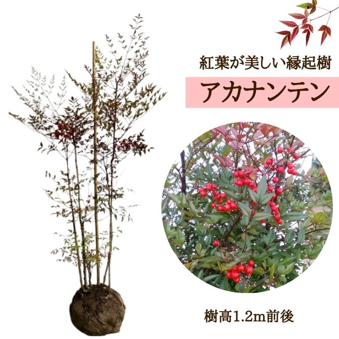 楽天市場】クチナシ（梔子） 八重咲き 樹高0.3m前後 ポット苗 低木