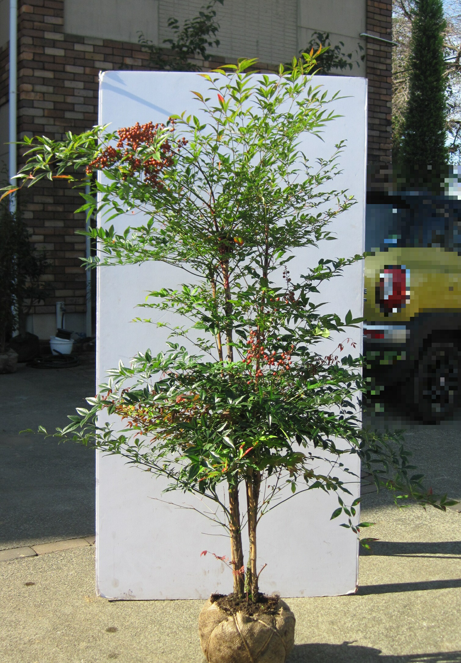 楽天市場】フェイジョア 樹高1.2～1.4m前後 露地苗 低木 常緑樹