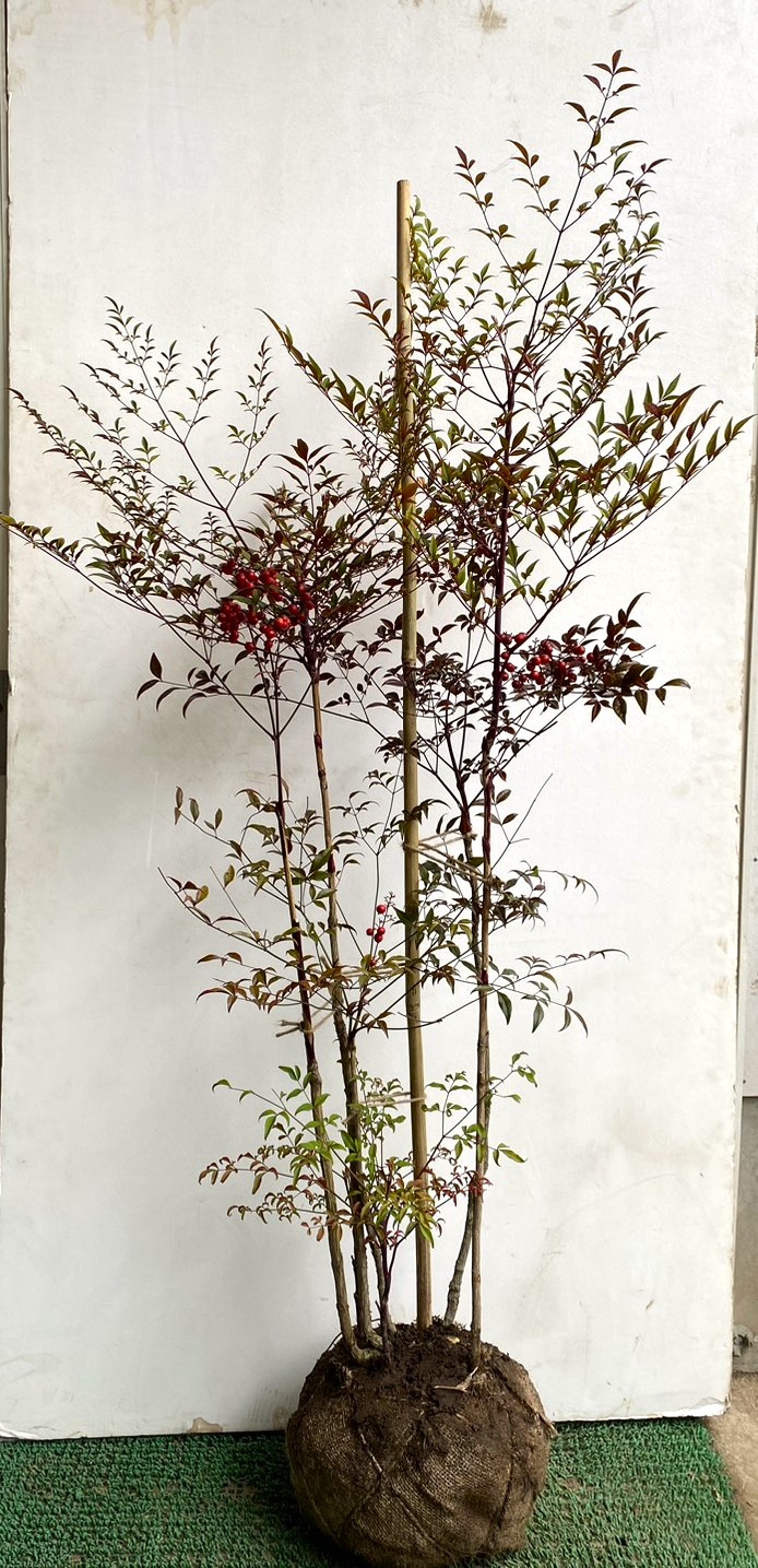 楽天市場】オタフクナンテン（お多福南天）樹高0.4～0.5m前後 露地苗or