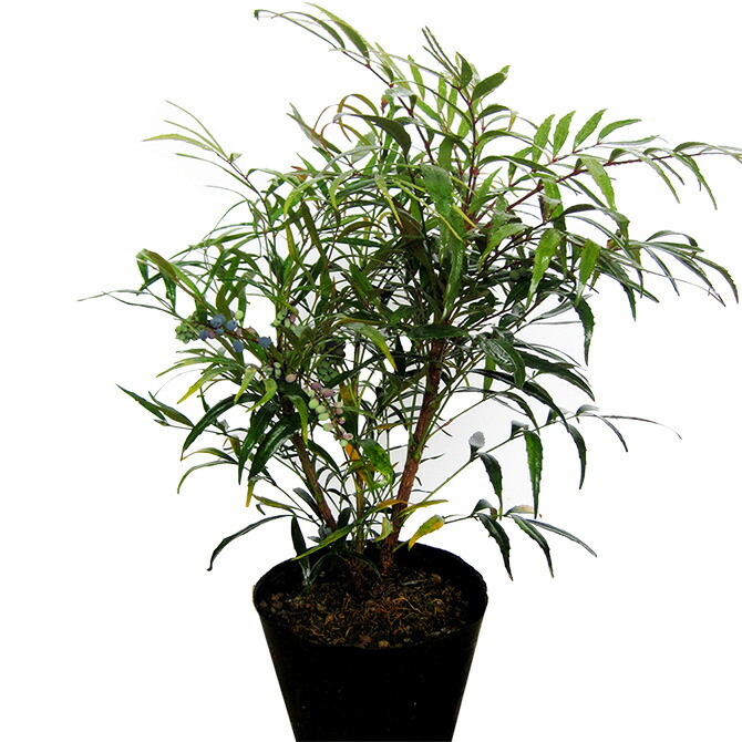 ニー プロフ必須】イロハモミジ高さ120㎝前後2本、オタフクナンテン6本