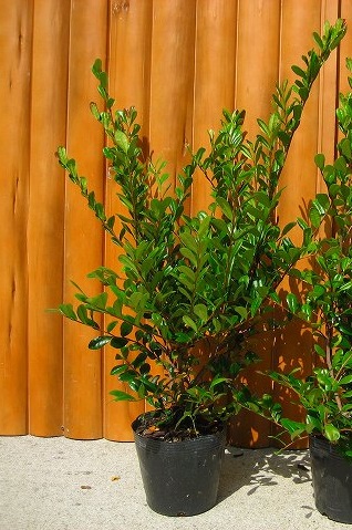 ハマヒサカキ　コケ順いいです ハマヒサカキ コケ順いいです ハマヒサカキの実／浜姫榊 | ガーデナー