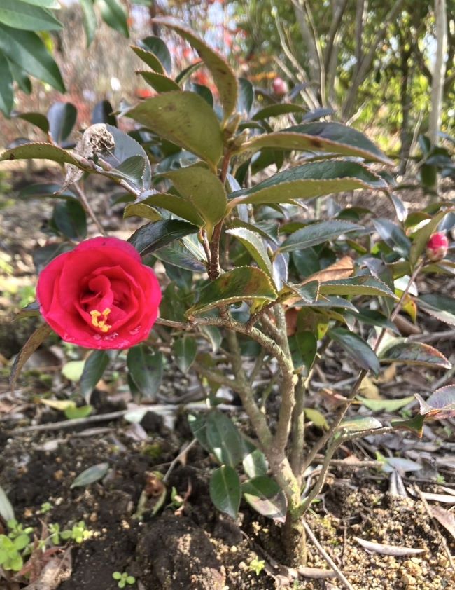 楽天市場】さざんか カンツバキ 寒椿 赤 5号ポット苗 : 苗木部 by 花