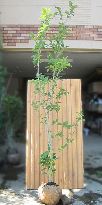 楽天市場】モクレン ジェニー 苗木 6号 ポット植え(z00-2) : 千草園芸