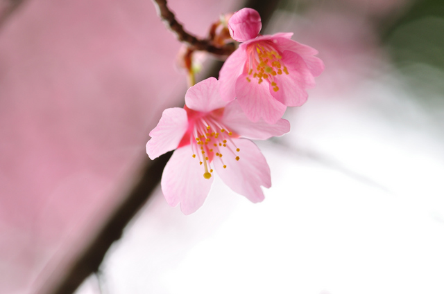 楽天市場 桜 サクラ フジザクラ 富士桜 樹高1 8m前後 露地苗 シンボルツリー 落葉樹 ガーデンタウン