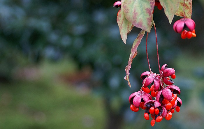 楽天市場】【大型商品】ツリバナ（吊り花） 株立 樹高2.5m前後 露地苗