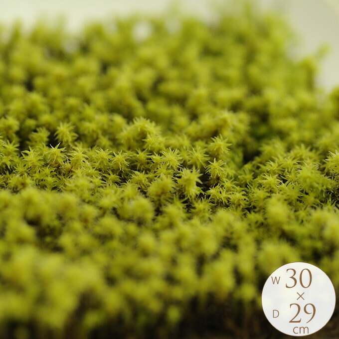 楽天市場 苔 雨降り星降るスナゴケ L 紙パッケージ 苔 テラリウム 手軽に 栽培 観葉 苔園芸 コケリウム 管理も簡単 インテリア ジオリウム ミニチュア 初心者 ガーデン用品屋さん