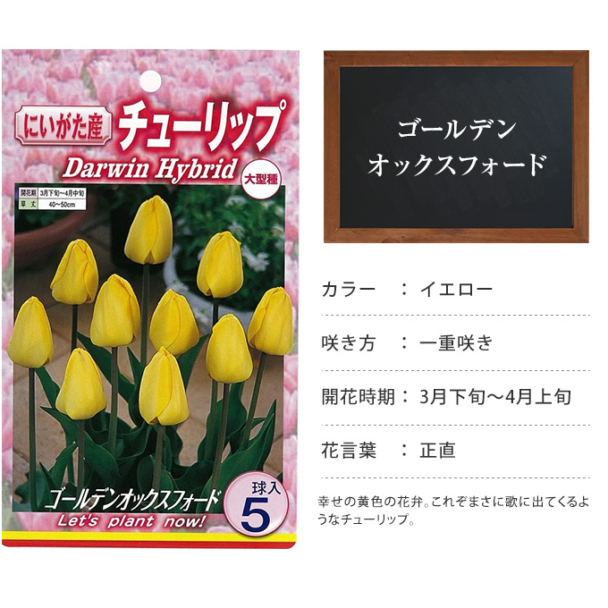 楽天市場 チューリップ球根 ゴールデンオックスフォード 5球セット 球根 チューリップ 秋植え 栽培 花壇 趣味 園芸 キュウコン 黄色 イエロー 秋に植える 春に咲く ガーデニング 庭 ベランダ ガーデン用品屋さん