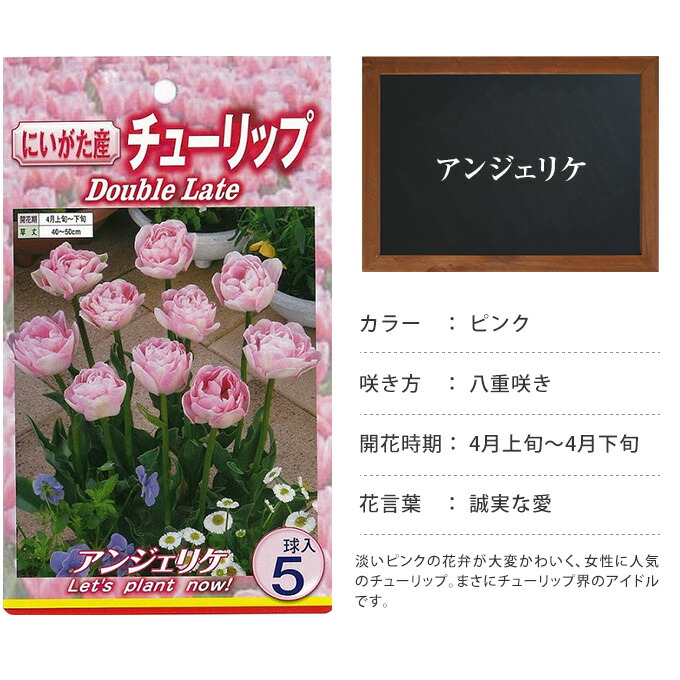 楽天市場 チューリップ球根 アンジェリケ 5球セット 球根 チューリップ 秋植え 栽培 花壇 趣味 園芸 キュウコン ピンク 秋に植える 春に咲く ガーデニング 庭 ベランダ ガーデン用品屋さん