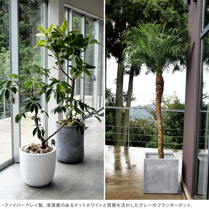 コンクリート 鉢 飾らないままを飾る ミドル 直径37cm 大きい プランター 大型 植木鉢 シンプル 花器 大きな エントランス 玄関 マンション バルコニー 寄せ植え ベランダ Tubosa Com