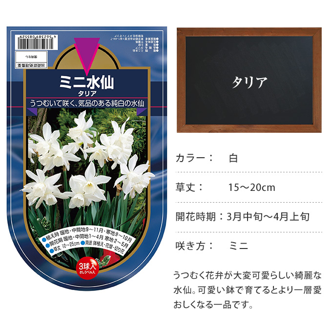 楽天市場 水仙 球根 タリア 3球セット 秋植え 球根 栽培 花壇 趣味 園芸 ガーデニング 庭 花 植物 ガーデン用品屋さん