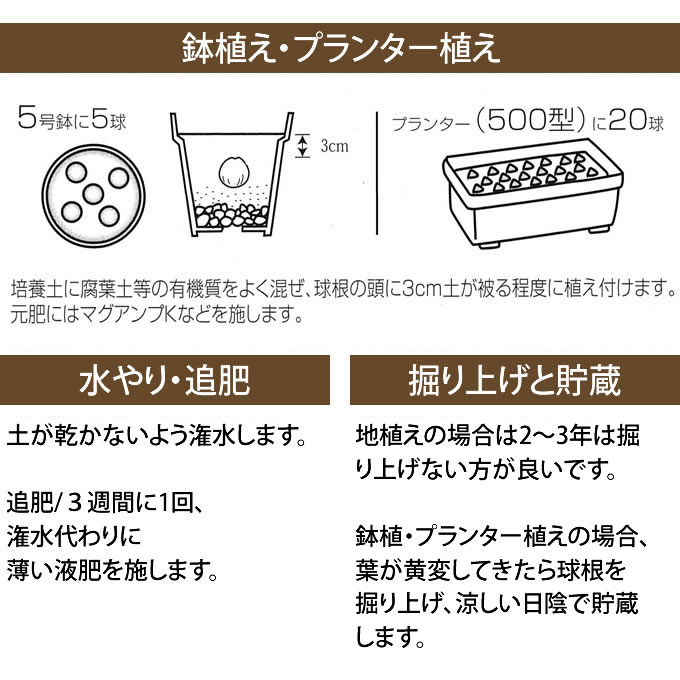 楽天市場 ムスカリ 球根 アルメニアカム 10球セット 秋植え 球根 栽培 花壇 趣味 園芸 ガーデニング 庭 花 植物 ガーデン用品屋さん