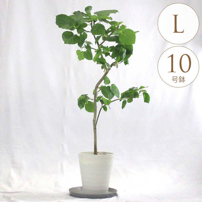 観葉植物 ウンベラータ L 10号鉢 植物 10号 インテリア 室内 玄関 屋外 庭 植木 おしゃれ リビング グリーン 緑 葉 飾り 装飾 ギフト プレゼント オススメ 【送料無料】