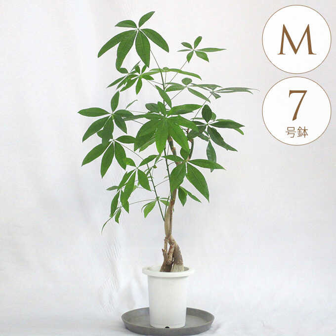 超定番 観葉植物 パキラ M 植物 インテリア 室内 植木 プレゼント ギフト おすすめ Fucoa Cl