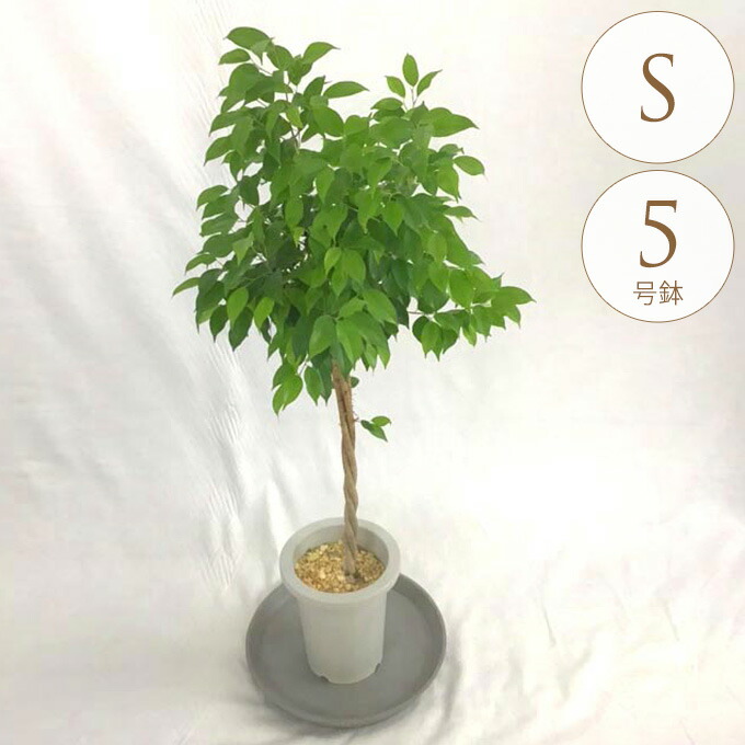 観葉植物 フィカスベンジャミン S 5号鉢 植物 5号 インテリア 室内 リビング 屋外 ベランダ 植木 玄関 庭 テラス オフィス 人気 かわいい おすすめ おしゃれ グリーン 緑 葉 飾り 装飾 ギフト プレゼント 【送料無料】