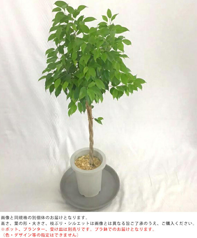 新品登場 観葉植物 フィカスベンジャミン M 植物 インテリア 室内 植木 プレゼント ギフト おすすめ Tartascristina Com