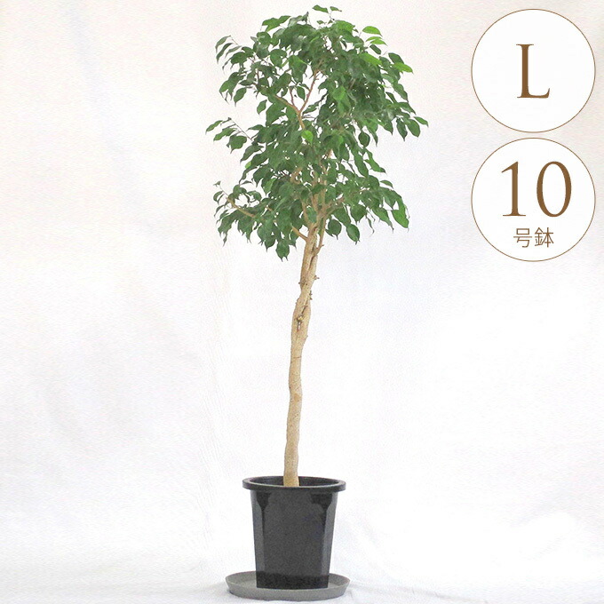 観葉植物 フィカスベンジャミン L 10号鉢 植物 10号 インテリア 室内 リビング 屋外 ベランダ 植木 玄関 庭 テラス オフィス 人気 かわいい おすすめ おしゃれ グリーン 緑 葉 飾り 装飾 ギフト プレゼント 【送料無料】｜Nester（ネスター）