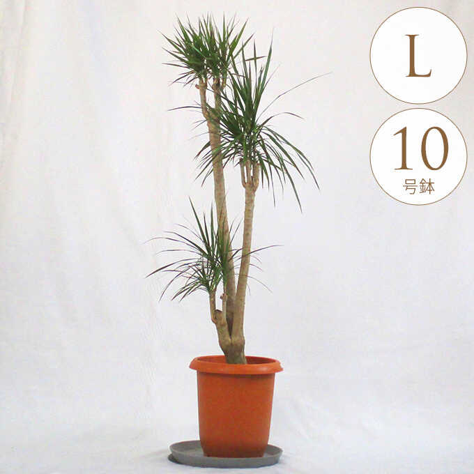 日本全国送料無料 観葉植物 コンシンネ L 植物 インテリア 室内 植木 プレゼント ギフト おすすめ Fucoa Cl