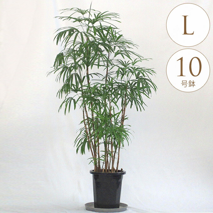 楽天市場】観葉植物 大型 シュロチク（棕櫚竹） / 10寸・約W110