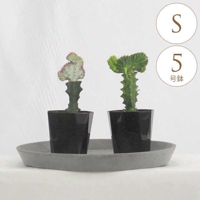 観葉植物 ユーフォルビア S 5号鉢 植物 5号 インテリア 室内 リビング 屋外 ベランダ 植木 玄関 庭 テラス オフィス 人気 多肉植物 多肉 おすすめ おしゃれ グリーン 緑 葉 飾り 装飾 ギフト プレゼント 【送料無料】