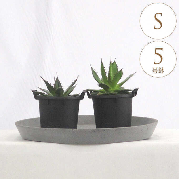 観葉植物 アガベ S 5号鉢 植物 5号 インテリア 室内 リビング 屋外 ベランダ 植木 玄関 庭 テラス オフィス 人気 多肉植物 多肉 おすすめ おしゃれ グリーン 緑 葉 飾り 装飾 ギフト プレゼント 【送料無料】