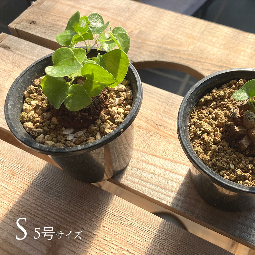 楽天市場】おしゃれ 観葉植物 キンモウコウ：ゴールデンモンキー
